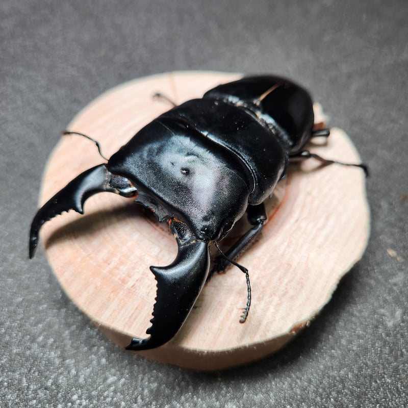 スマトラオオヒラタクワガタ　99mmペア スマトラオオヒラタクワガタ♂99㎜ペア【世子系統】 | 金魚・クワカブ