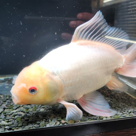 国産　ジャンボ獅子頭31㎝±