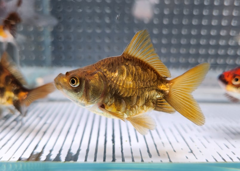 琉璃工房　龍 琉璃工房 龍 （龍– 琉璃工房(香港)）