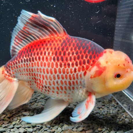 水槽用　金魚　ジャンボ獅子頭　22㎝ CATEGORY ジャンボ獅子頭 | 金魚•クワカブ専門店 祭