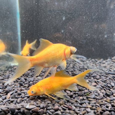 国産　黄金柳出目8㎝±【荻野養魚場産】
