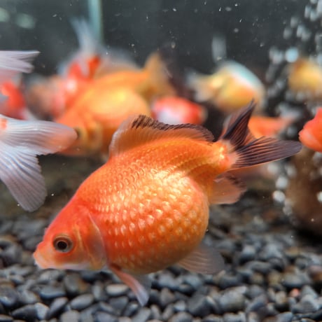 CATEGORY ピンポンパール | 金魚・クワカブ専門店 祭-matsuri-