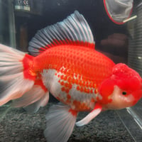 国産　上物ジャンボローズ獅子頭30㎝±
