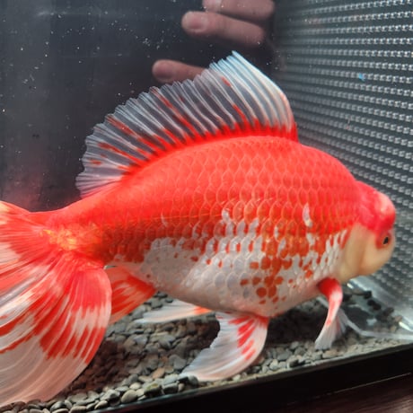 国産　上物ジャンボ獅子頭29㎝±