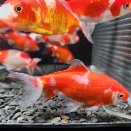 国産　ミロク和金9～12㎝±【良福観賞魚産】