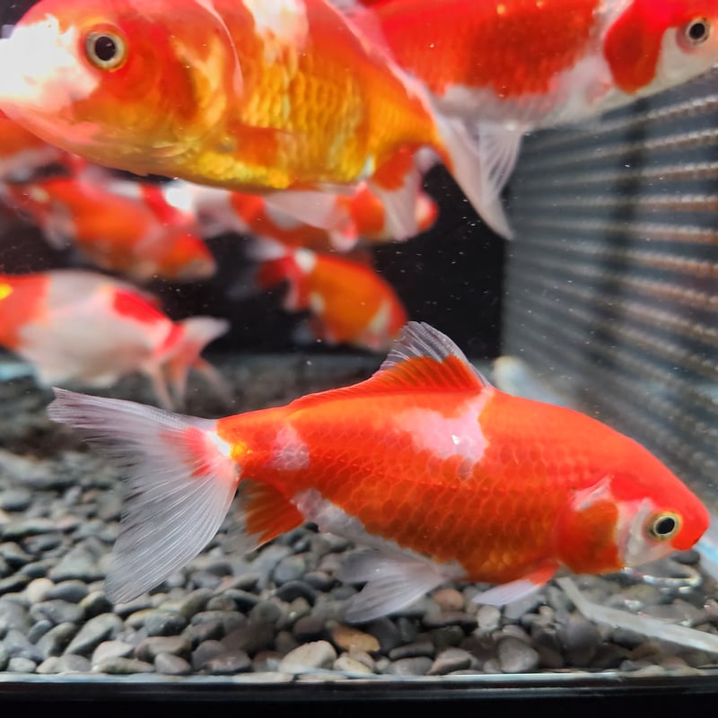 国産 ミロク和金9～12㎝±【良福観賞魚産】 | 金魚•クワカブ専門店 祭