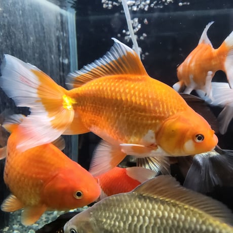 国産 大型MIX18～27㎝± | 金魚・クワカブ専門店 祭-matsuri-