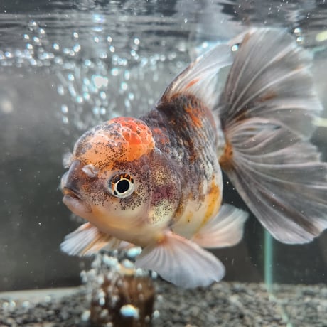 タイ産　ローズテールオランダ16㎝±