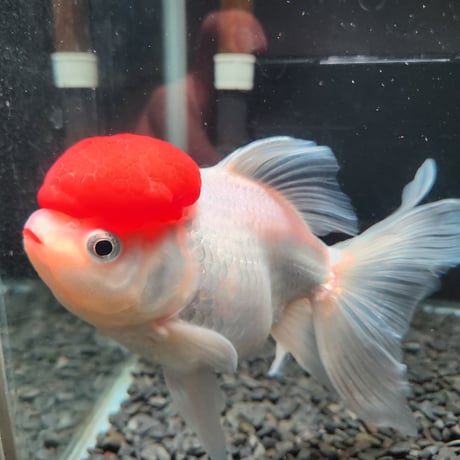 国産　上物飯田高頭丹頂17㎝±