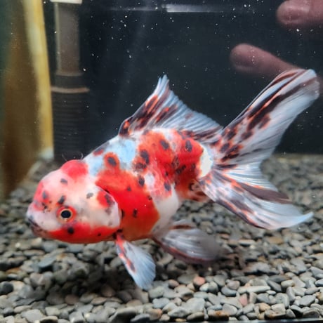 国産　飯田東錦14㎝±