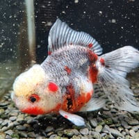 国産　五色東錦14㎝±（志村養魚場産）