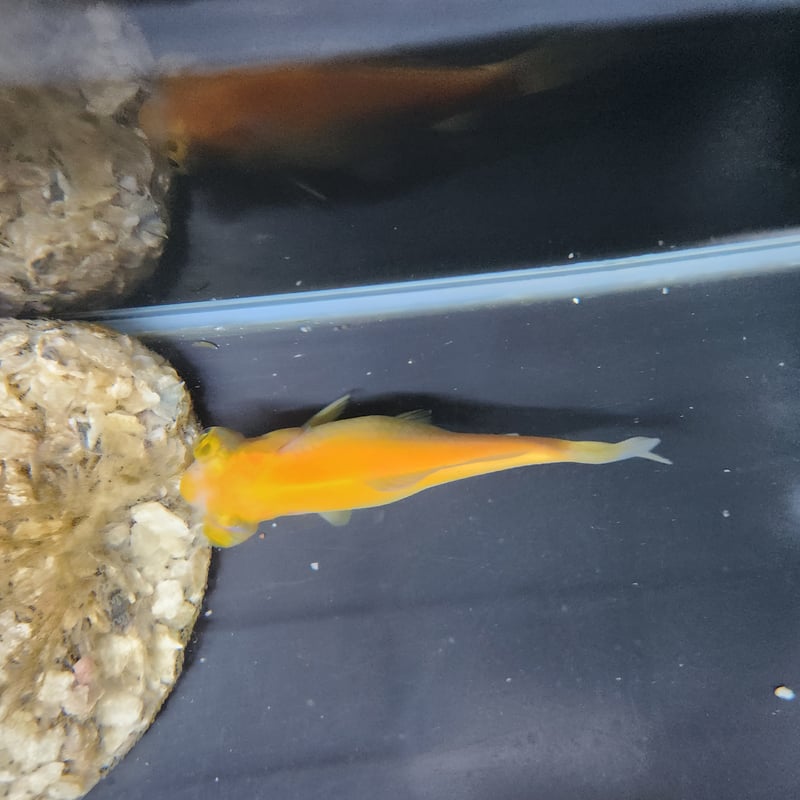 超極レア品 熟成 カンボジア産 黄熟香 最高品質黄鉄鉱(FeS₂, Pyrite) Huanzala, Ancash, Peru 産 ｜石