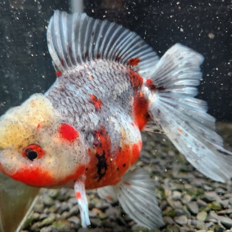 国産　五色東錦14㎝±（志村養魚場産）