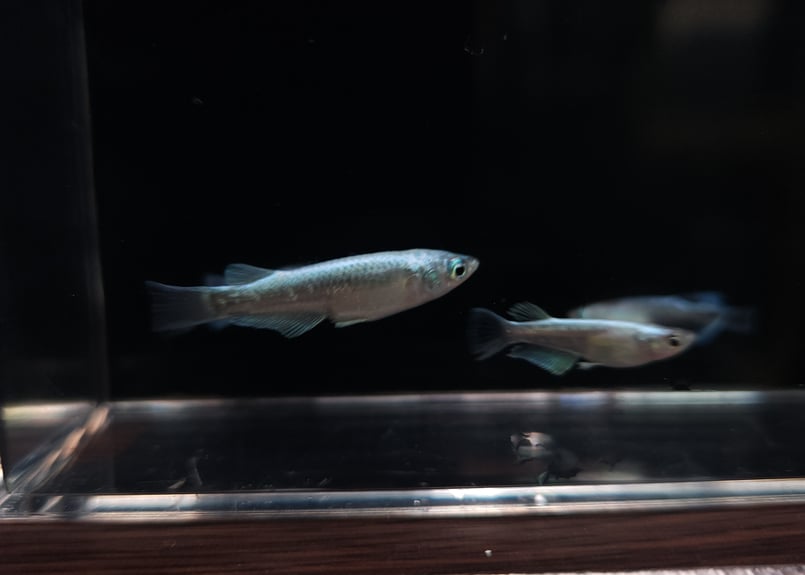 レウル2ペア＋1 【【ポンメダカ様委託個体】 | 金魚・クワカブ
