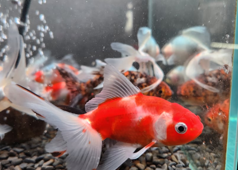 国産 ジャンボ東錦12～15㎝± | 金魚・クワカブ専門店 祭-matsuri-