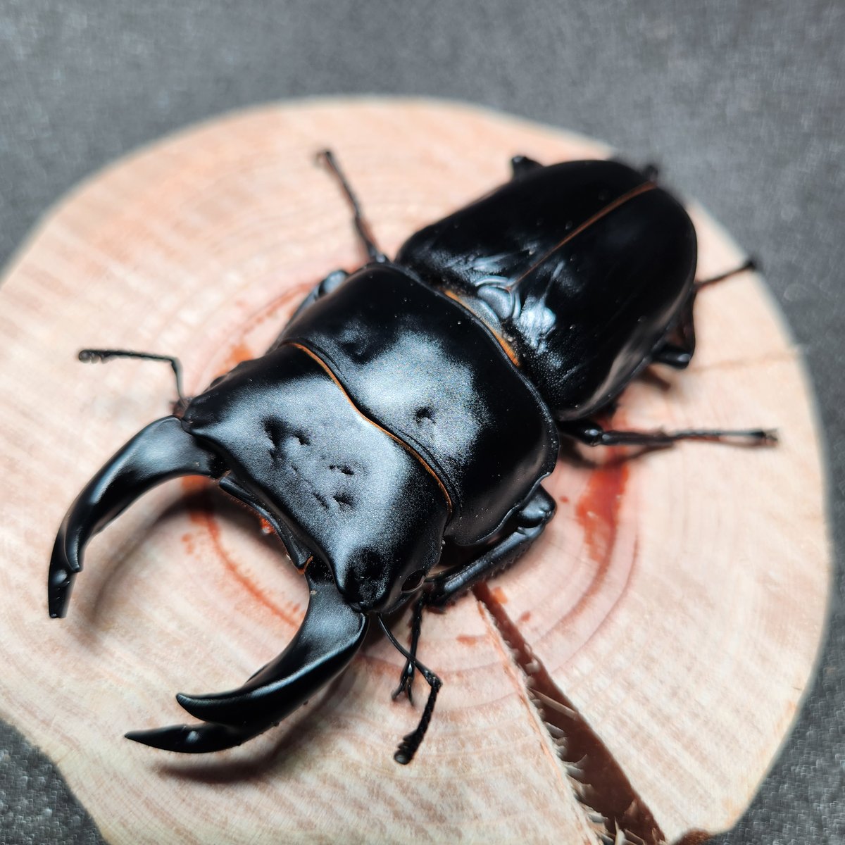 国産オオクワガタ♂80.7㎜ペア【奈良輪川西血統】 | 金魚・クワカブ