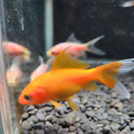 国産　紅葉イエローコメット8㎝±（荻野養魚場産）