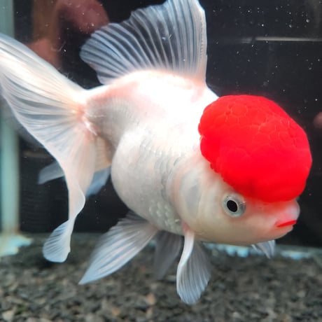 国産　上物飯田高頭丹頂17㎝±
