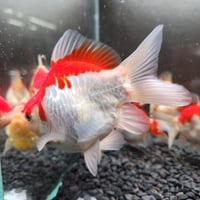 国産　ドラゴンスケール更紗玉サバ9～10㎝±