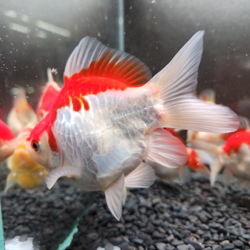 国産 ドラゴンスケール更紗玉サバ9～10㎝± | 金魚・クワカブ専門店 祭