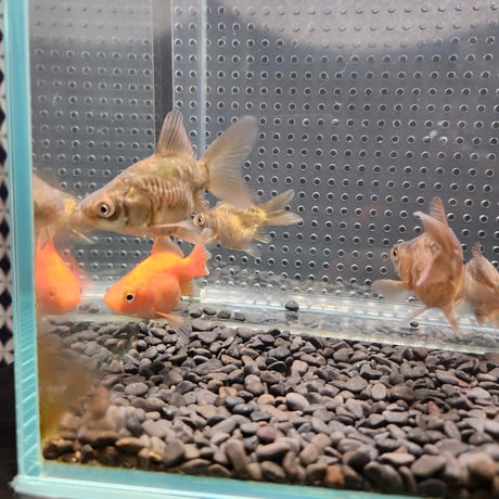 国産　ドラゴンスケール玉サバ6㎝± （吉野養魚場産）