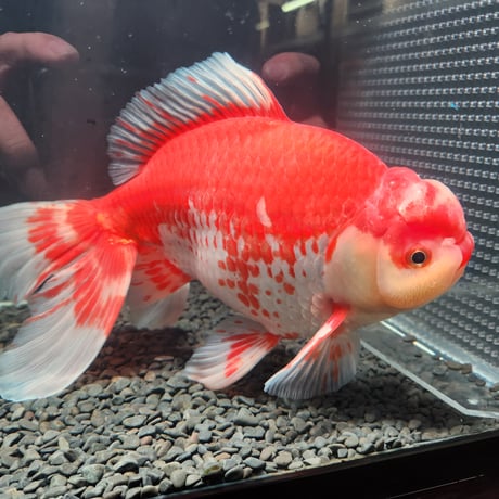 国産　上物ジャンボ獅子頭29㎝±