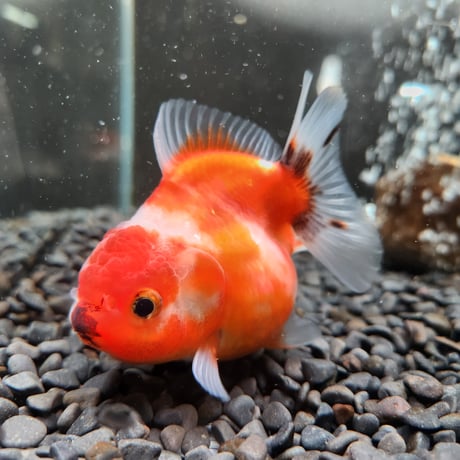 タイ産　ショートテールオランダ9㎝±