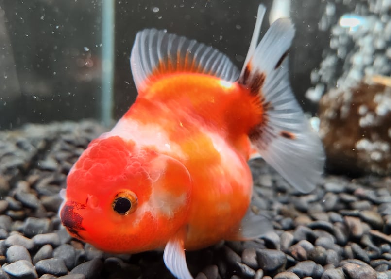 お魚 タイ産 ショートテールオランダ9㎝± | 金魚・クワカブ専門店 祭