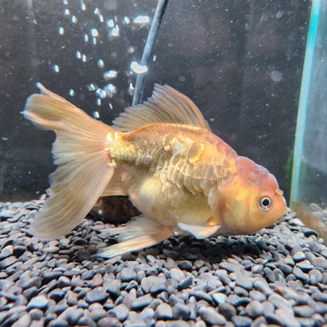 国産　ドラゴンスケールオランダ獅子頭15㎝± （志村養魚場産）