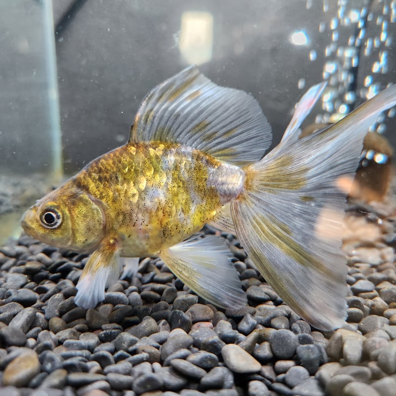 国産 キャリコ東海錦12㎝± | 金魚・クワカブ専門店 祭-matsuri-