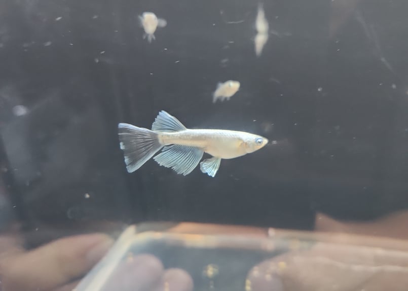 【専用ページ】金魚　亀　花ボタン Amazon | hybmszj 水槽 丸 魚 花瓶 丸型 観葉植物 金魚鉢 水栽培