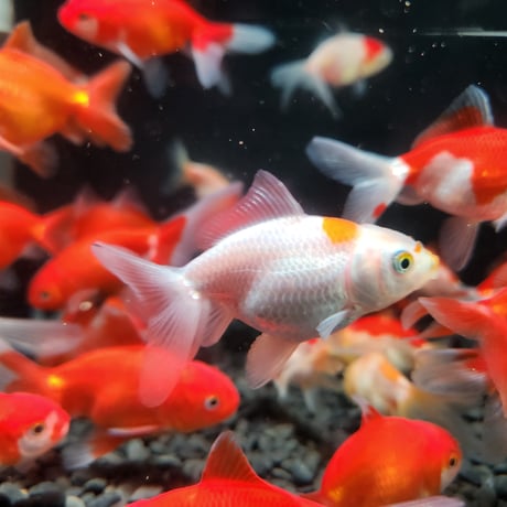 国産　オランダ獅子頭7㎝±