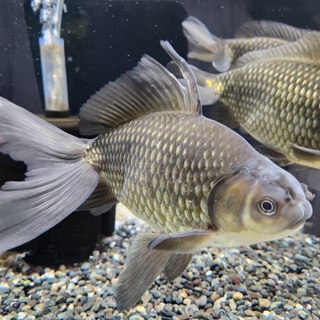 CATEGORY ジャンボ獅子頭 | 金魚・クワカブ専門店 祭-matsuri-