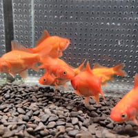 国産　ドラゴンスケールフナ尾和金8㎝± （吉野養魚場産）
