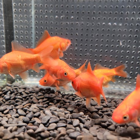 国産　ドラゴンスケールフナ尾和金8㎝± （吉野養魚場産）