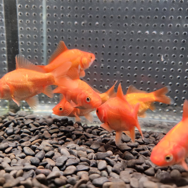国産 ドラゴンスケールフナ尾和金8㎝± （吉野養魚場産） | 金魚