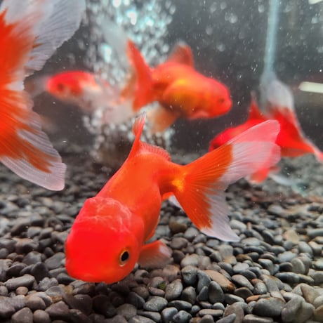 国産　飯田オランダ獅子頭10㎝±