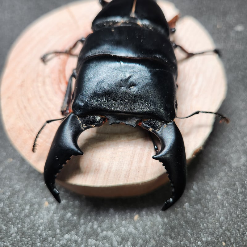 スマトラオオヒラタクワガタ♂99㎜ペア【世子系統】 | 金魚・クワカブ