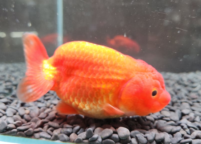 金魚 GEX 金魚元気 ぶくぶくクリア300 金魚 水槽セット すぐに飼育