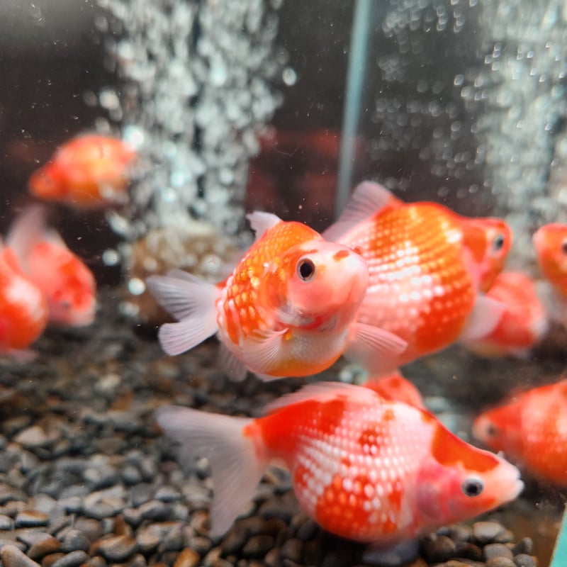 国産 ピンポンパール6～7㎝± （fujimoto様作） | 金魚・クワカブ