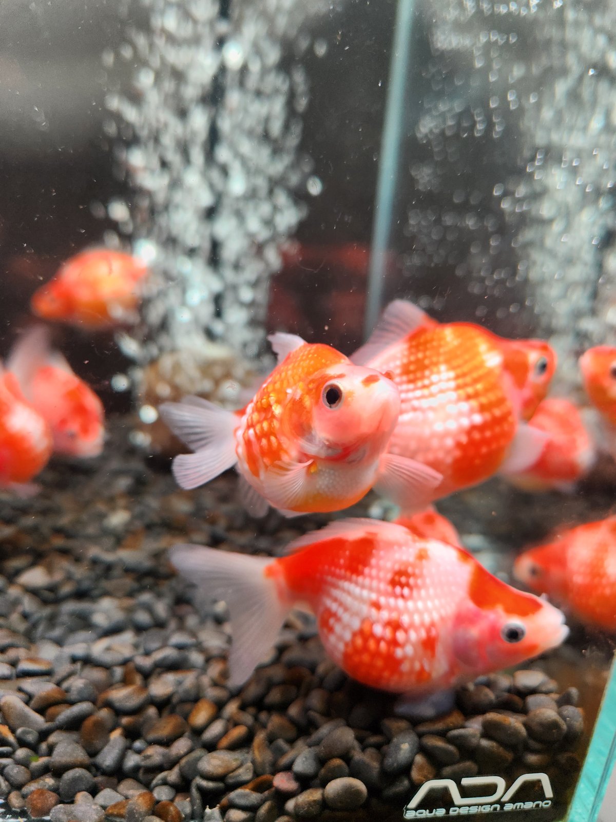 現代美術 提物根付 作家一点物【金魚(ピンポンパール)】 現代美術 提物根付 作家一点物【金魚(ピンポンパール)】
