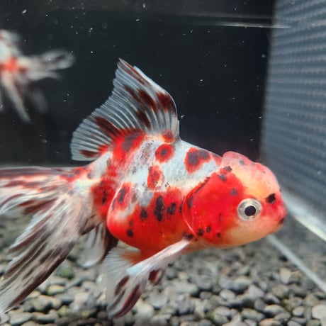 CATEGORY オランダ獅子頭 | 金魚•クワカブ専門店 祭