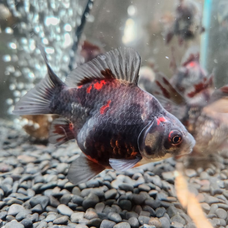 国産 黒銀極 墨キャリコ玉サバ9㎝± | 金魚•クワカブ専門店 祭