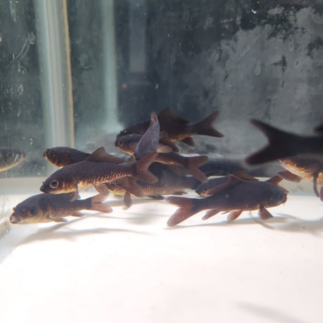国産　ブラックコメット5～9㎝±（良福観賞魚産）