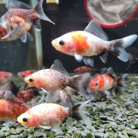 国産　変わりフナ尾和金5㎝±（和金魚ハルちゃん産）※先着2名様にハルちゃんオリジナルステッカー付
