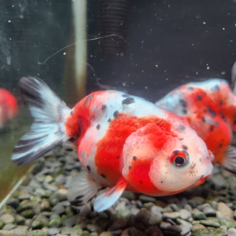 国産　江戸錦10㎝±（志村養魚場産）