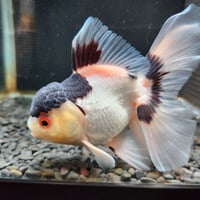 タイ産 ショートローズテールオランダ13㎝± | 金魚•クワカブ専門店 祭