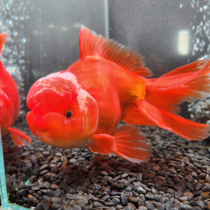 国産 上物ジャンボオランダ獅子頭20㎝± | 金魚・クワカブ専門店 祭