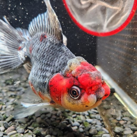 国産　五色東錦14㎝±（志村養魚場産）