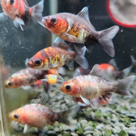 国産　変わりフナ尾和金5㎝±（和金魚ハルちゃん産）※先着2名様にハルちゃんオリジナルステッカー付